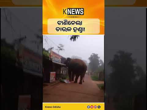 Elephant Enters Village | ଘର ଭାଙ୍ଗିଲା, ଚାଉଳ ହଣ୍ଡା ଟାଣିନେଲା, Video Viral