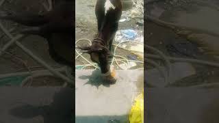 #song #love #old is gold songs #music Cow Drinking water # Hot Summer 🏝️