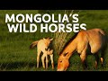 Finding Mongolia's Incredible Wild Horses | Art Wolfe's Travel To The Edge