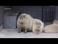 How A Capybara Expresses Frustration