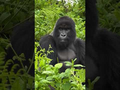 Gorilla Trekking Uganda