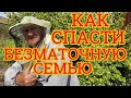 Как спасти безматочную семью. Просто и надежно подсадить матку 🐝👍