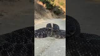 Гремучая змея трясет хвостом и предупреждает не подходить ближе