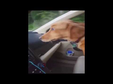Dog Poops On Owner While She Is Driving