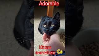 tiny kittens one in the sink......and one puring sooo loudly it&#39;s like a mini motorbike 😂😂😻😻😻