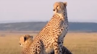 Cheetahs Hunting | BBC Studios