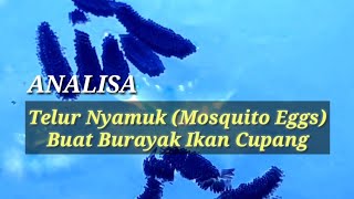 Isa Telur Nyamuk Untuk Pakan Burayak Ikan Cupang