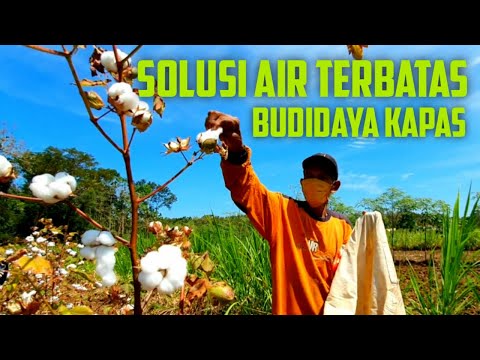 Video: Tanaman Kapas Terhapus