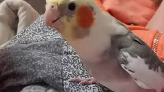 A Bird Singing Dipidipidoo For You