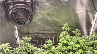 Orange Pit Vipar from Harley Grower Week 2 #bloomplus #downtoearth #organicgrown