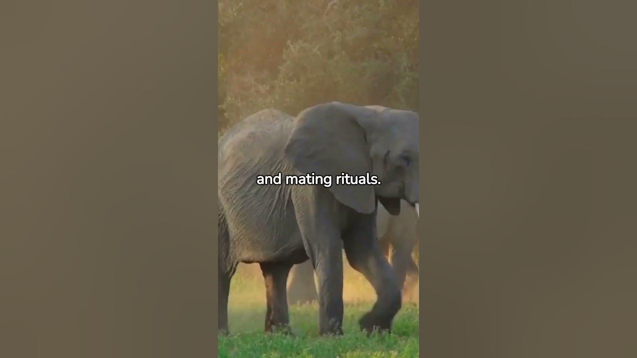 Why Do Elephants Need Their Tusks? animalfacts YouTube