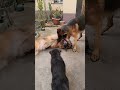 A brave German Shepherd puppy and two huge adult males. The puppy also wants to play like adult dogs