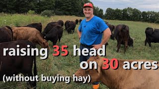 how we raise 35 Dexter cattle on 30 acres - without buying hay!