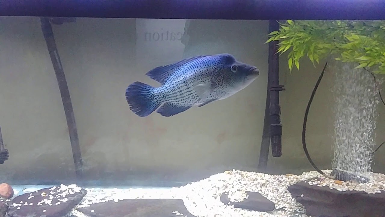Pair of breeding Dovii, aka Wolf Cichlid YouTube