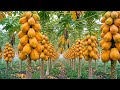 From Soil to Abundance Papaya Farming Documentary  Calm Agricultural Film (AI-Generated)