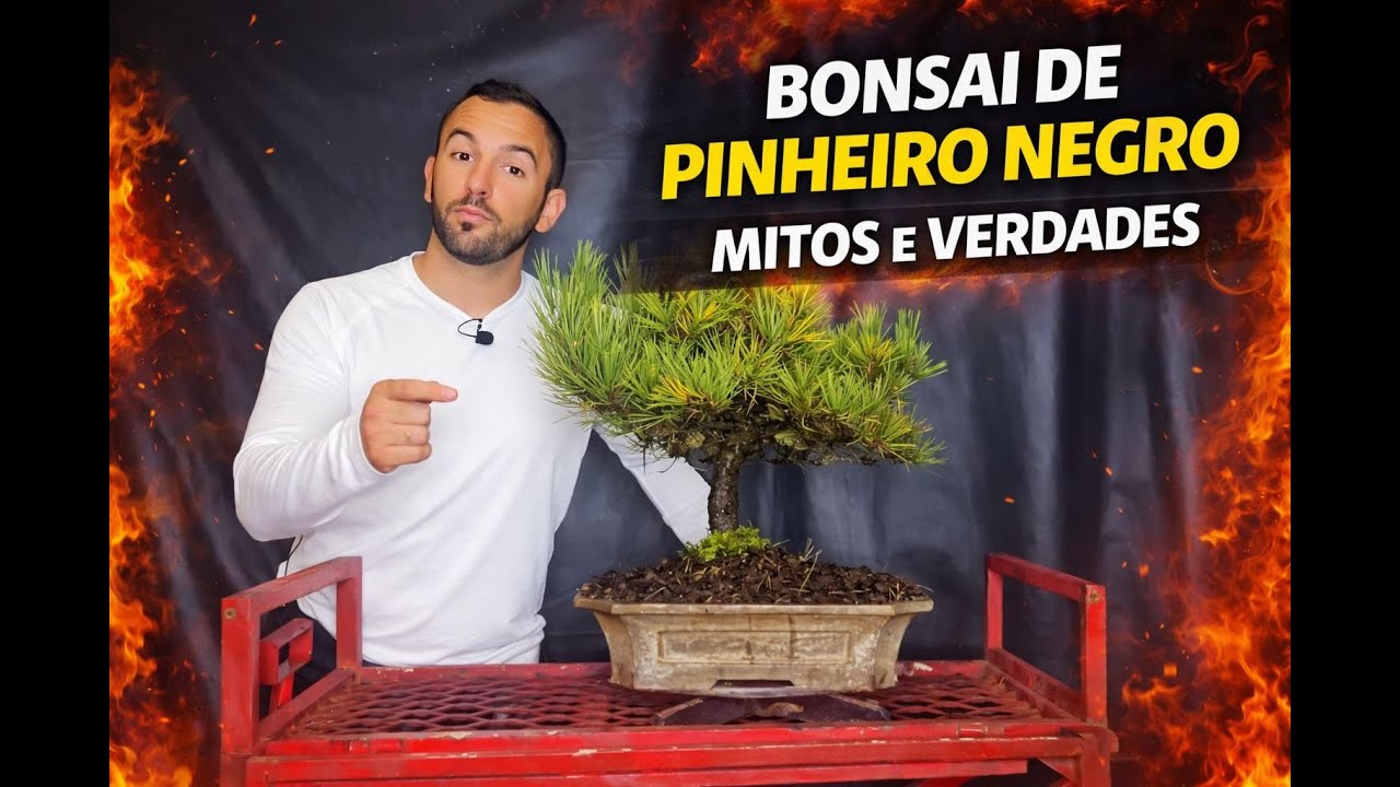 PINHEIRO NEGRO NO BONSAI 🌳  VERDADES E MITOS #bonsai