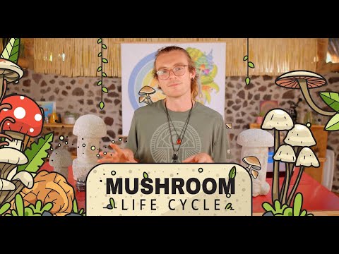 تصویری: چرخه زندگی قارچ و اطلاعات - درباره قارچ در باغ بیاموزید