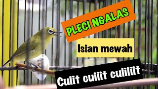 Download Lagu PLECI NEMBAK NGALAS • JEDA RAPET • pleci BUKPAR MP3 Download Lagu PLECI NEMBAK NGALAS • JEDA RAPET • pleci BUKPAR MP3