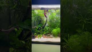 Fluval Flex 34l/9g and a Betta with attitude