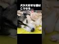 犬だ大好きな猫はこうなります...#shorts