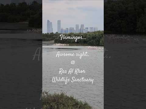 Flemingos – Ras Al Khor Wildlife Sanctuary #nature #travel