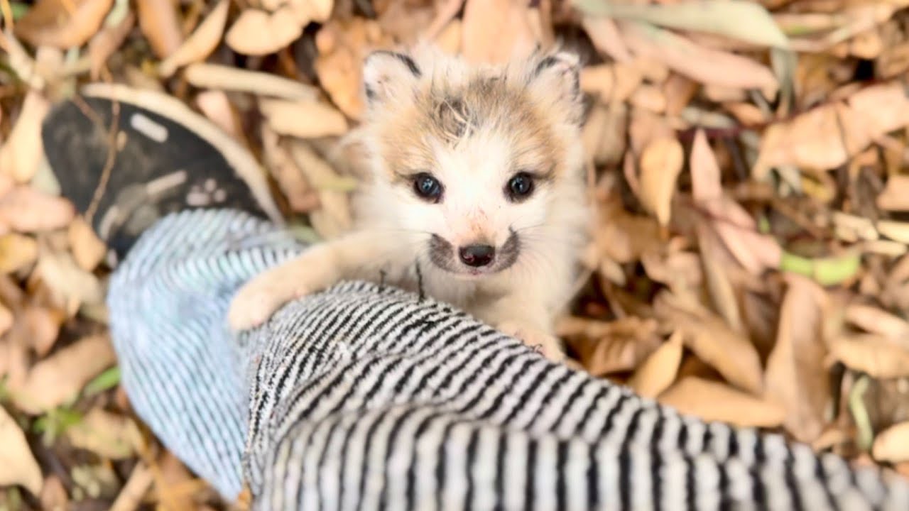 За 7 дней я сделал так, что лисёнок 🦊 не захотел от меня уходить. (Как я подружился с лисой)