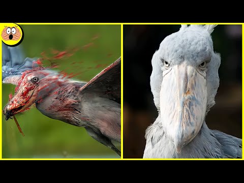 Video: Wie is de meest luie vogel ter wereld?