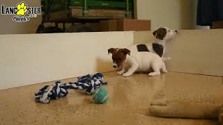 Outgoing Jack Russell Terrier Puppies