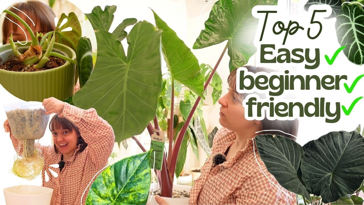 Мои 5 самых простых в выращивании сортов алоказии для начинающих + советы по уходу 🌿