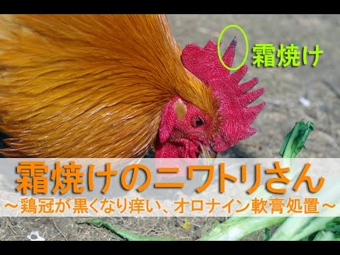 霜焼けのニワトリさん~雄鶏の鶏冠の先が黒くなり痒い、オロナイン軟膏処置~ - YouTube
