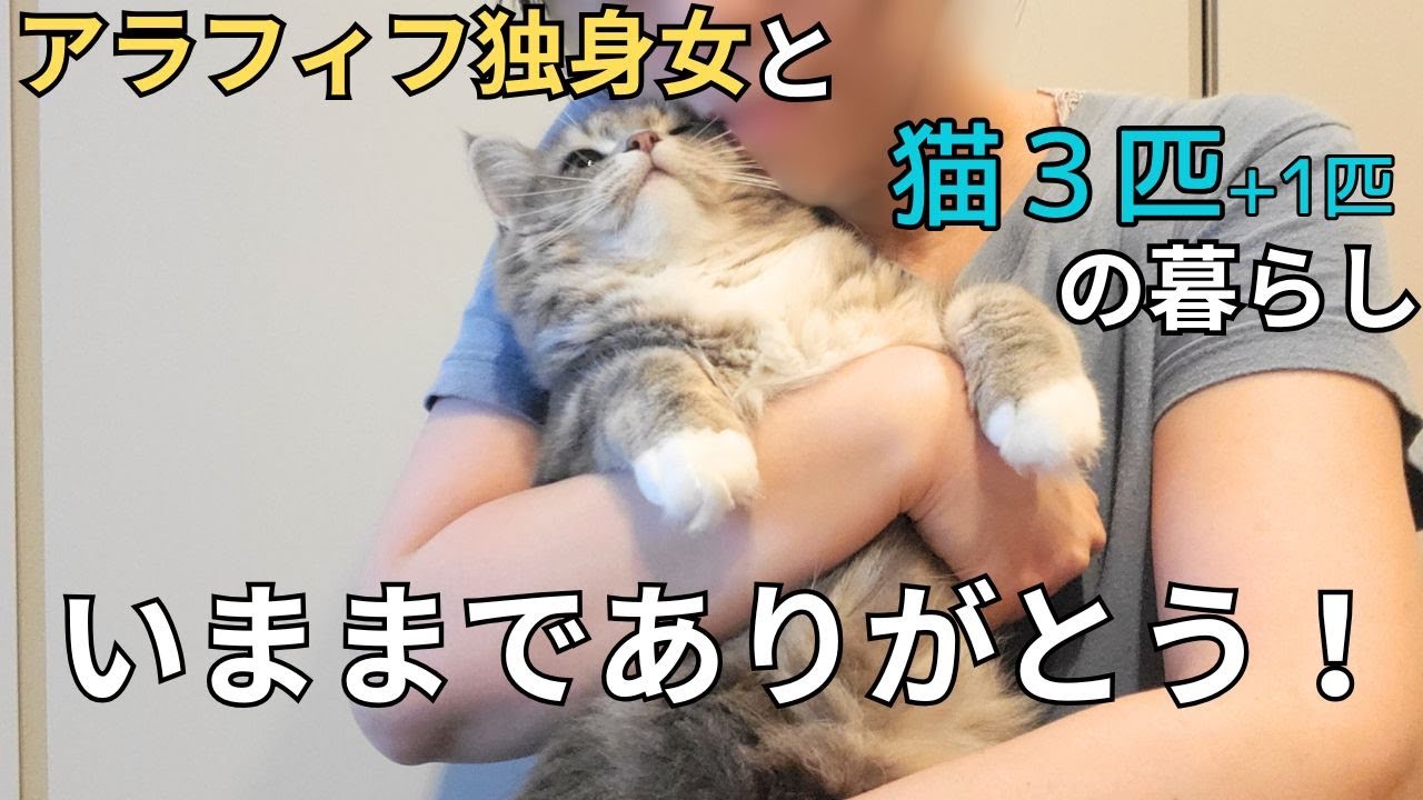 【アラフィフ独身女×猫３匹】預かり猫ついに卒業！号泣が止まらない！