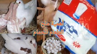 فوائد الملح للحمام وتحسين أنتاج البيض والزغليل وزياده الإنتاج/دكتور حمام مصري