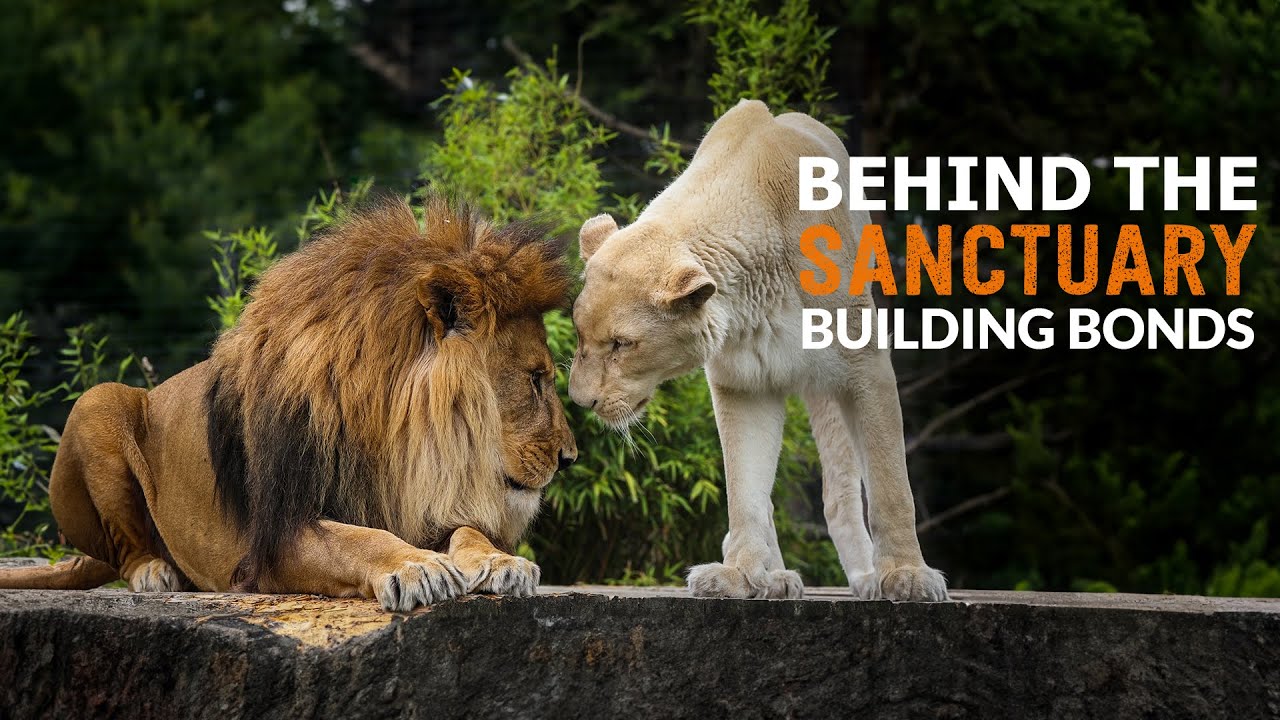 Building Bonds! | Behind The Sanctuary