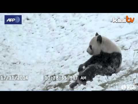 Giant panda plays in the snow at Toronto Zoo