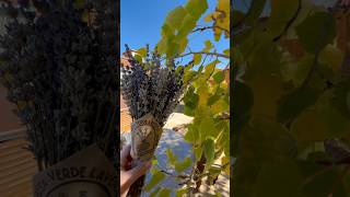 Tour the Lavender Wagon Hipcamp Stay at Mesa Verde Lavender Farm in Mancos, Colorado