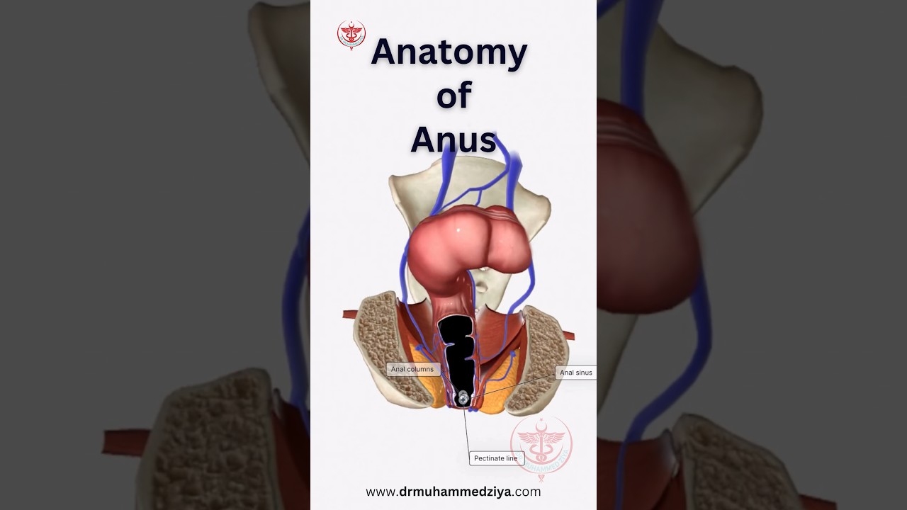 Anatomy of Anus #drmuhammedziya #anatomy #humanbody #discover #science #humanbodysystem #anal #anus