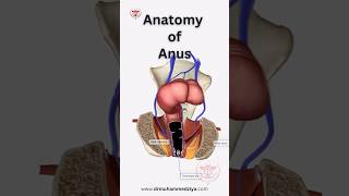 Anatomy of Anus #drmuhammedziya #anatomy #humanbody #discover #science #humanbodysystem #anal #anus