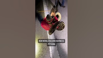 Guy catches python snake with bare hands