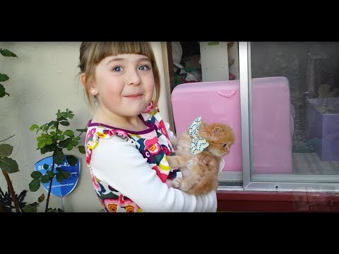 Ellie's 6th Birthday - Kitten Surprise