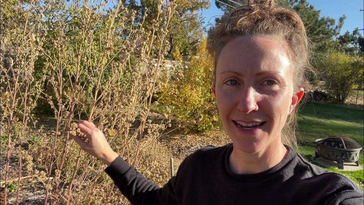 Marshmallow Seed and Root Harvesting with Whole Root Wonder YouTube