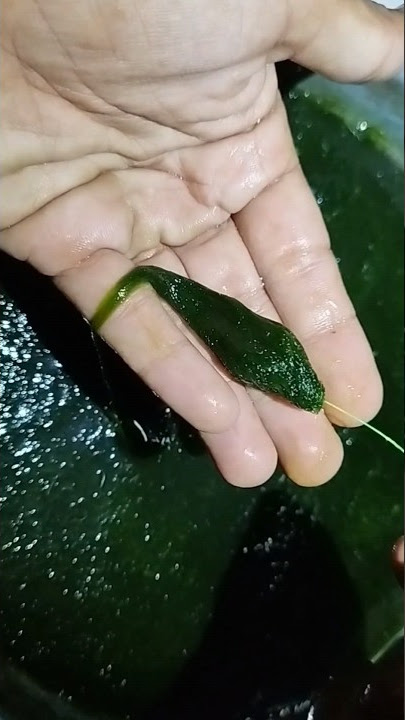 Tutorial Cara Pasang Umpan Lumut, Umpan Mancing Nila