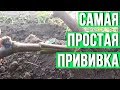 Прививка винограда в расщеп Прививка винограда чёрным в зелёное в теплице