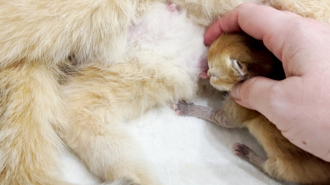A newborn kitten cannot find where the cat's mother's milk is 2 hours