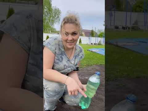 Медведка - это насекомое грозный враг огорода