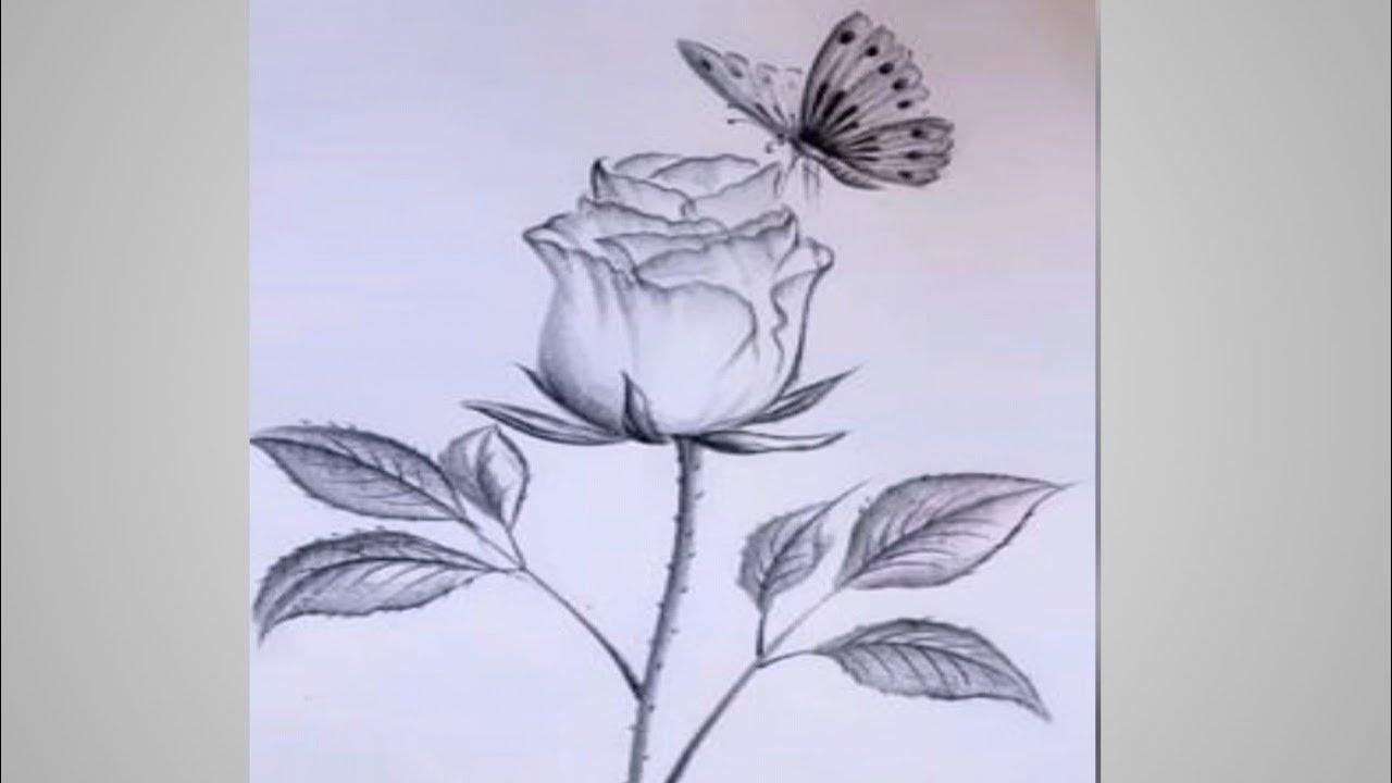 How to draw flowers and butterfly with pencil M.S Sketching YouTube