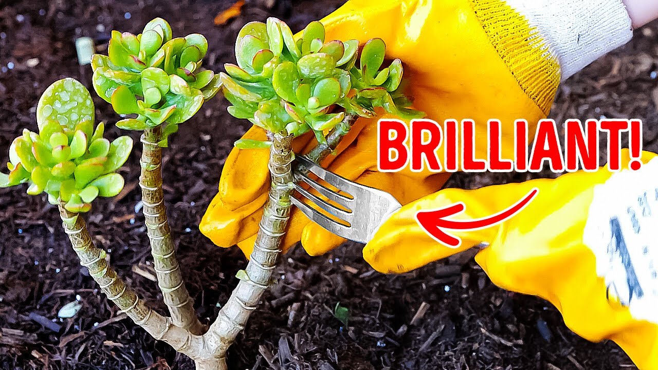 Garden Hacks 101 🧑‍🌾🌱 Simple Tips to Unlock Your Inner Gardener - YouTube