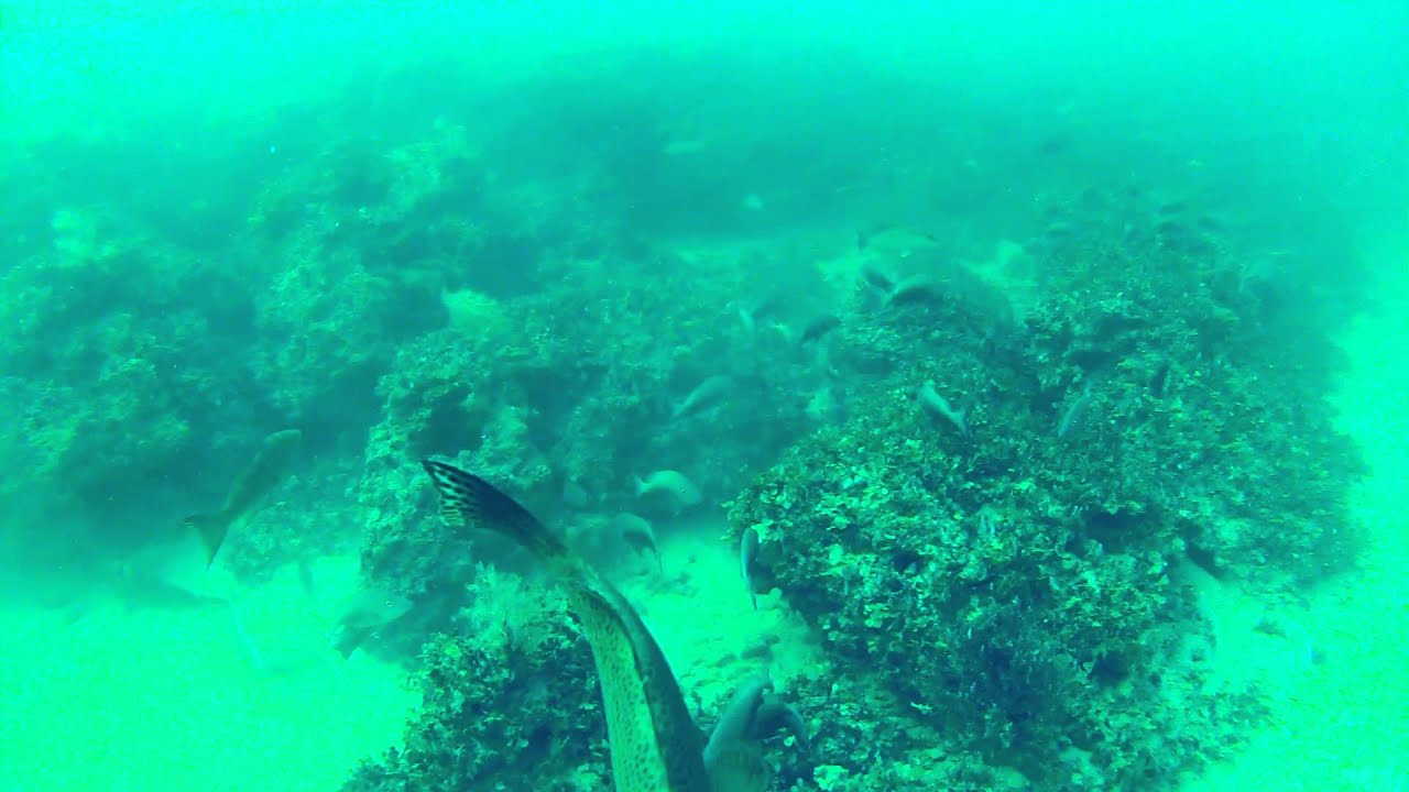 Diving Gulf of Mexico, Johns Pass 55 feet