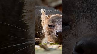 Fossa Mating Madagascar Lemur Killer