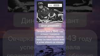 Овчарка Дина-диверсант #армия #вов #война #интересныефакты #история #подпишись #рек  #рекомендации