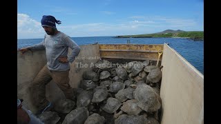 Giant Tortoises Reclaim Floreana Island In Galápagos After More Than 150 Years